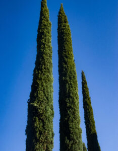 Cupressus sempervirens Pyramidalis - Cyprès de Provence - vue d'ensemble