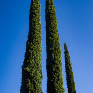 Cupressus sempervirens Pyramidalis - Cyprès de Provence - vue d'ensemble