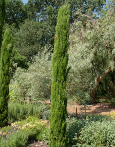 Cupressus sempervirens Totem - Cyprès de Provence - vue d'ensemble