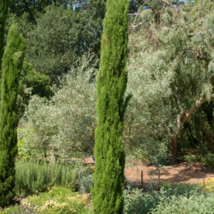 Cupressus sempervirens Totem - Cyprès de Provence - vue d'ensemble