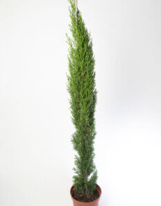 Cupressus sempervirens Totem - Cyprès de Provence - pot
