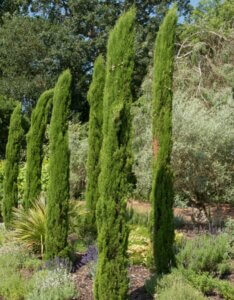 Cupressus sempervirens Totem - Cyprès de Provence - Plantés en groupe