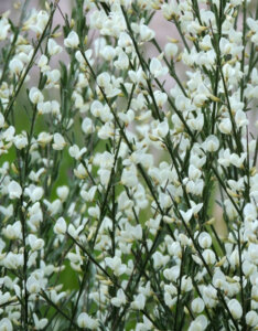 Cytisus praecox Albus - Genêt précoce blanc - fleurs et feuillage