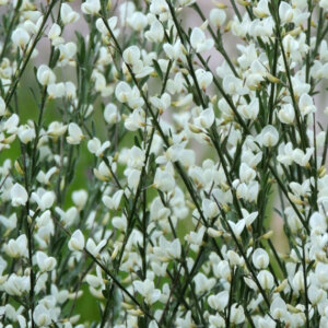 Cytisus praecox Albus - Genêt précoce blanc - fleurs et feuillage