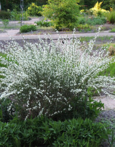 Cytisus praecox Albus - Genêt précoce blanc - vue d'ensemble