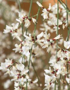 Cytisus praecox Albus - Genêt précoce blanc - Fleurs