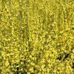 Cytisus praecox Allgold - Genêt précoce jaune - vue d'ensemble