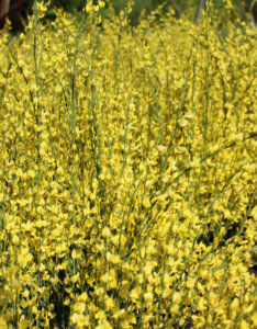 Cytisus praecox Allgold - Genêt précoce jaune - vue d'ensemble