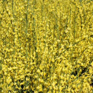 Cytisus praecox Allgold - Genêt précoce jaune - vue d'ensemble