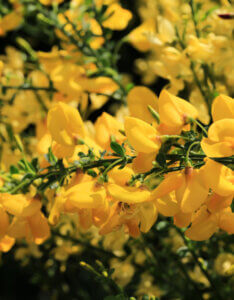 Cytisus praecox Allgold - Genêt précoce jaune - Fleurs