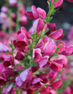Cytisus scoparius Boskoop Ruby - Genêt à balais rouge - fleurs