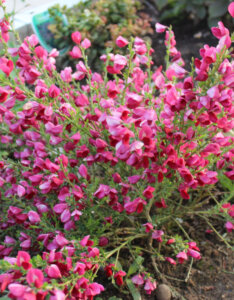 Cytisus scoparius Boskoop Ruby - Genêt à balais rouge - vue d'ensemble