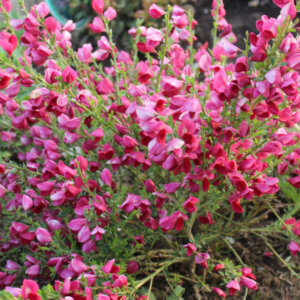 Cytisus scoparius Boskoop Ruby - Genêt à balais rouge - vue d'ensemble