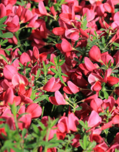 Cytisus scoparius Boskoop Ruby - Genêt à balais rouge - Fleurs