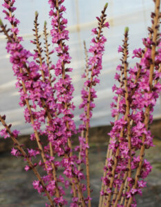Daphne mezereum Rubra – Bois joli à fleurs rose - fleurs