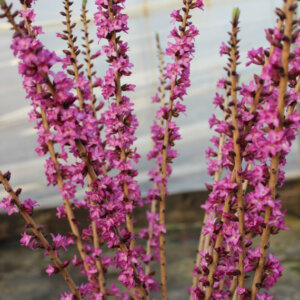 Daphne mezereum Rubra – Bois joli à fleurs rose - fleurs