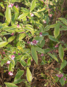 Daphne odora Aureomarginata - Bois-joli odorant - feuillage panaché
