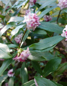 Daphne odora Aureomarginata - Bois-joli odorant - fleurs