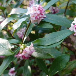 Daphne odora Aureomarginata - Bois-joli odorant - fleurs