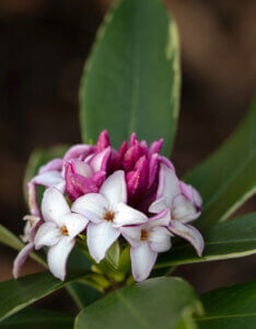 Daphne odora Aureomarginata - Bois-joli odorant - Inflorescence