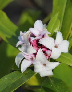 Daphne odora Perfume Princess - Bois-joli odorant - fleurs