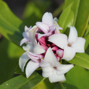 Daphne odora Perfume Princess - Bois-joli odorant - fleurs