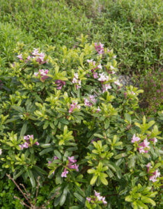 Daphne transatlantica Eternal Fragrance - Bois-joli odorant - Vue d'ensemble