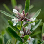 Daphne transatlantica Eternal Fragrance - Bois-joli odorant - fleurs et feuillage
