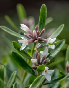 Daphne transatlantica Eternal Fragrance - Bois-joli odorant - fleurs et feuillage