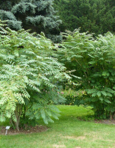 Decaisnea fargesii – Arbre aux haricots bleus - vue d'ensemble