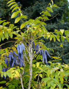 Decaisnea fargesii – Arbre aux haricots bleus - fructification
