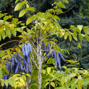 Decaisnea fargesii – Arbre aux haricots bleus - fructification