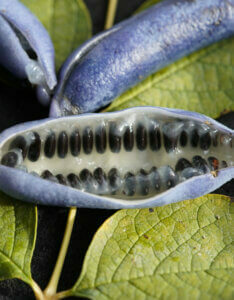 Decaisnea fargesii – Arbre aux haricots bleus - Fructification