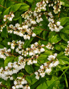 Deutzia crenata Pride Of Rochester - Deutzia crenelé - feuillage et fleurs