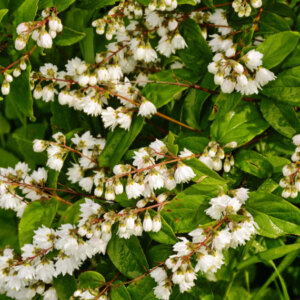 Deutzia crenata Pride Of Rochester - Deutzia crenelé - feuillage et fleurs