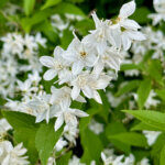 Deutzia gracilis - Deutzia élancée - fleurs et feuillage