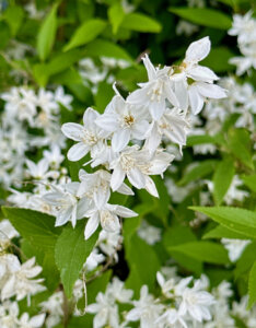Deutzia gracilis - Deutzia élancée - fleurs et feuillage