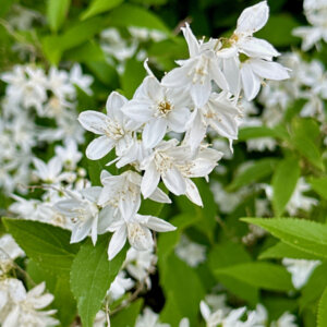 Deutzia gracilis - Deutzia élancée - fleurs et feuillage