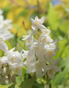 Deutzia gracilis Nikko - Deutzia compact à fleurs blanches - fleurs