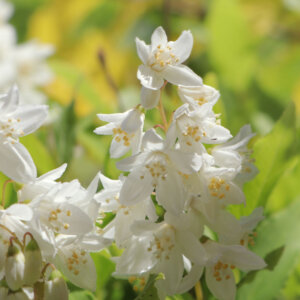 Deutzia gracilis Nikko - Deutzia compact à fleurs blanches - fleurs