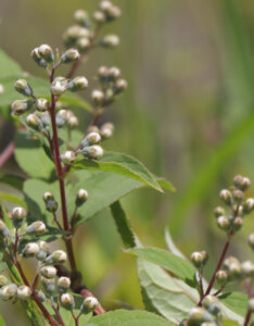 Deutzia gracilis Nikko - Deutzia compact à fleurs blanches - boutons de fleur