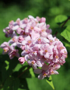 Deutzia hybrida Mont Rose - Deutzia hybride - Fleurs