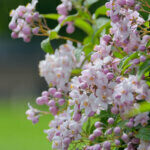 Deutzia hybrida Mont Rose - Deutzia hybride - fleurs