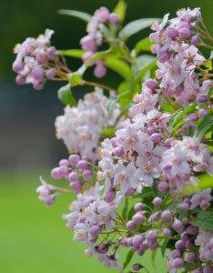 Deutzia hybrida Mont Rose - Deutzia hybride - fleurs