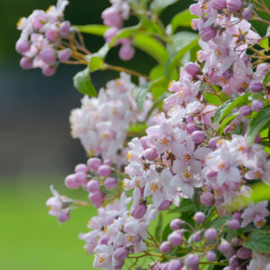 Deutzia hybrida Mont Rose - Deutzia hybride - fleurs