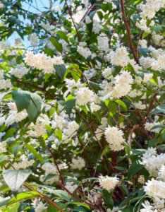 Deutzia magnifica - Deutzie à fleurs blanches doubles - Vue d'ensemble