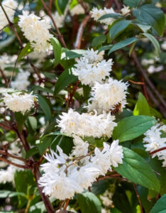 Deutzia magnifica - Deutzie à fleurs blanches doubles - Fleurs