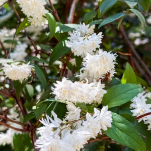 Deutzia magnifica - Deutzie à fleurs blanches doubles - Fleurs