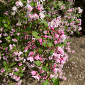 Deutzia purpurascens Kalmiiflora - Deutzie pourpre - fleurs