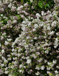 Deutzia rosea Campanulata - Arbuste compact florifère - vue d'ensemble